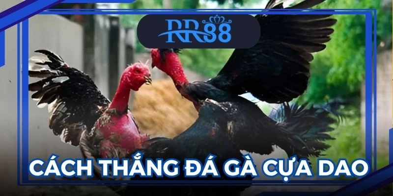 Đá gà cựa dao
