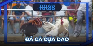 Đá Gà Cựa Dao