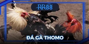 Đá Gà Thomo