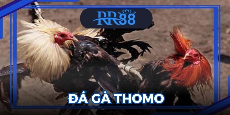 Đá Gà Thomo