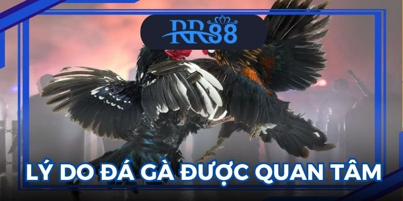 đá gà thomo