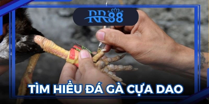 đá gà cựa dao